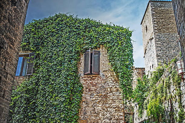 istock ivy plants on an old house 509664834