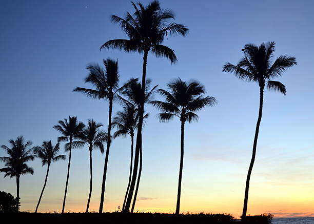 istock Palm Trees silhouetted in the Sunset 509666012