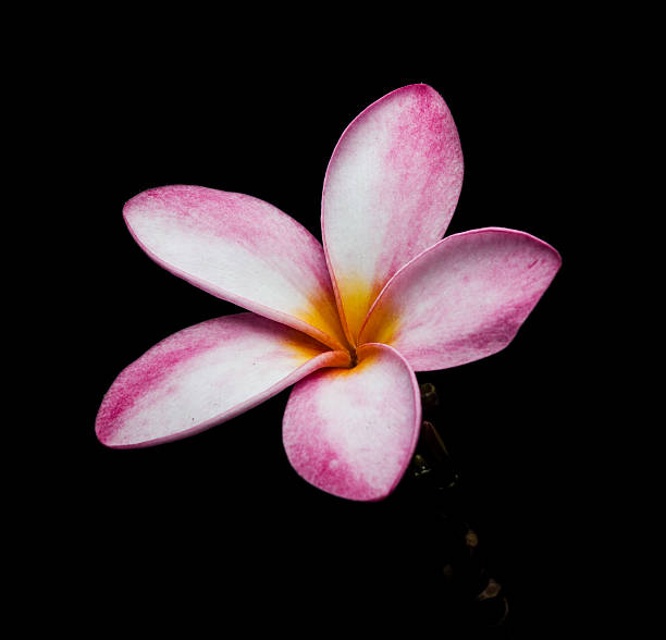 istock The single Plumeria, Frangipani , Pagoda tree, Temple tree 509667940