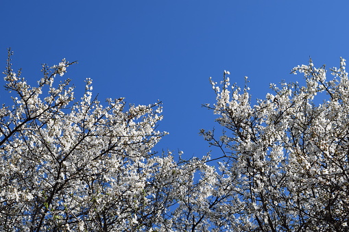 Blossoming of a cherry plum in a spring garden in Kuban in Russia