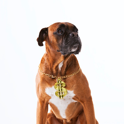 Funny boxer dog with a rapper neckless