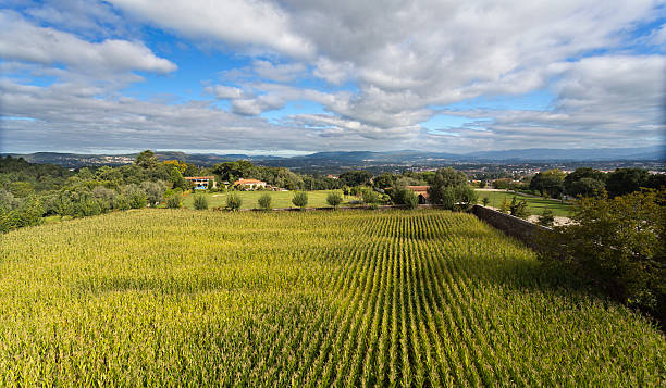 istock Maize Field in Rural Country 509669730