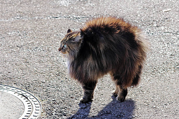 amenaza de gato hace una joroba - sisear fotografías e imágenes de stock