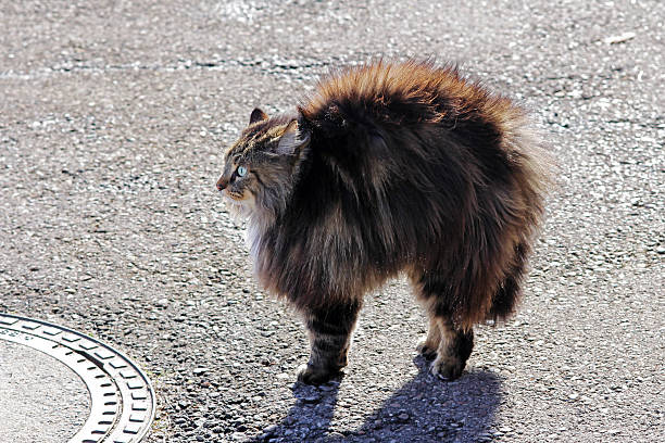 猫の脅威は、背中のこ - hump ストックフォトと画像