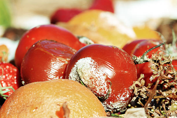 istock Rotten fruit and vegetables on a garbage heap 509670946