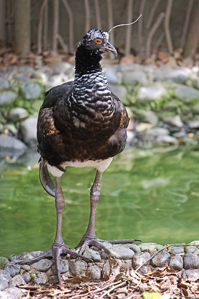 Cornuto Screamer uccello - foto stock