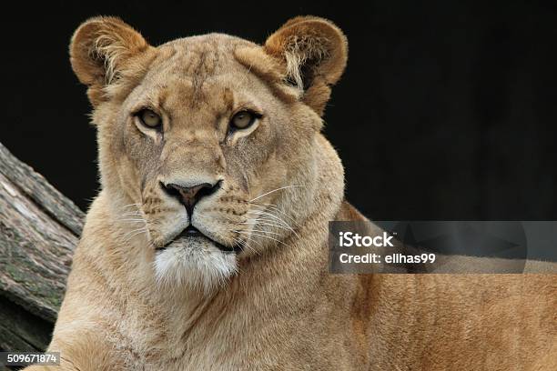 Lioness Stock Photo - Download Image Now - Animal Wildlife, Animals Hunting, Animals In The Wild