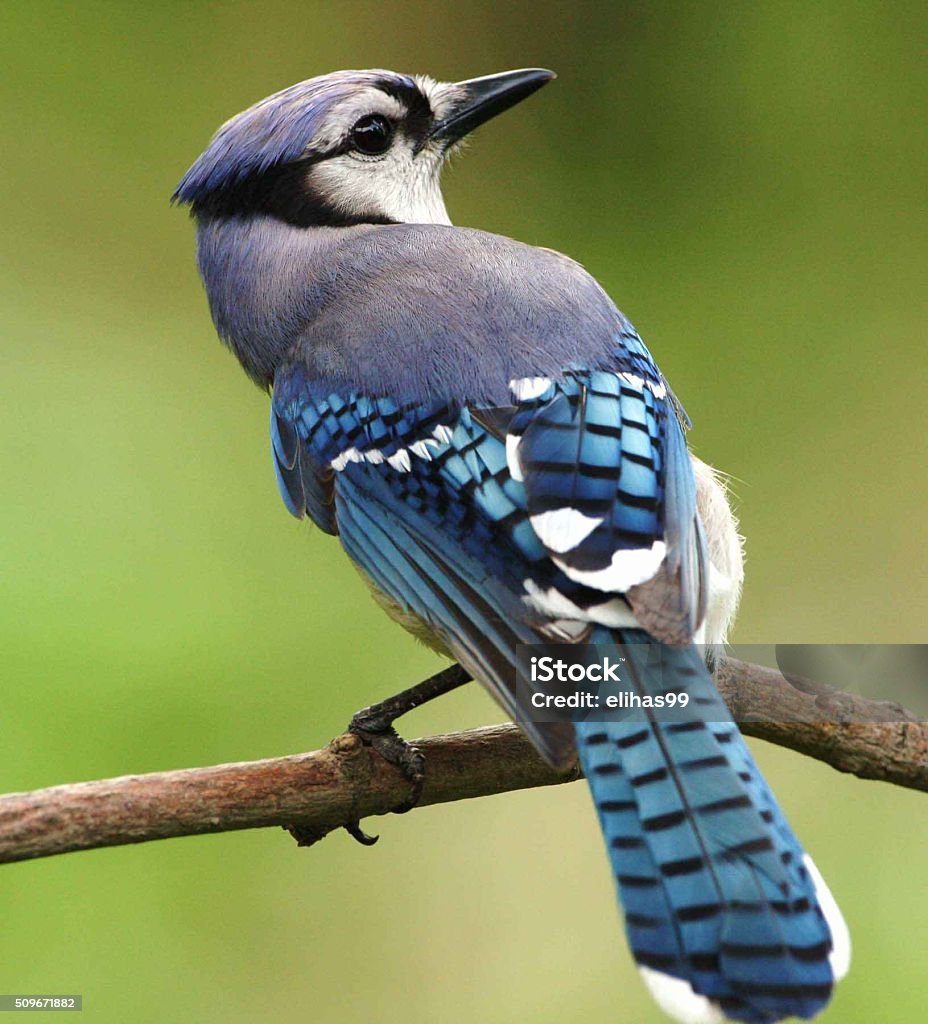 Bird A bird sitting a tree Beak Stock Photo