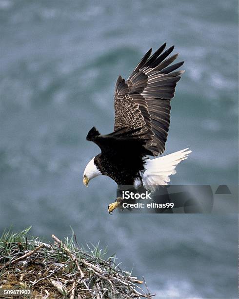 Eagle Stock Photo - Download Image Now - Animals Hunting, Animals In The Wild, Eagle - Bird