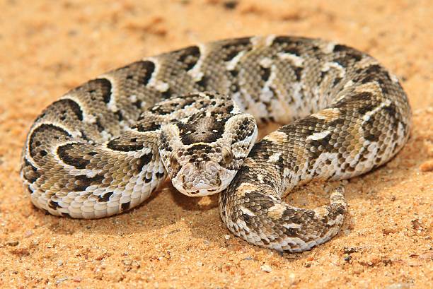 istock Night Adder - Venomous Snakes from Africa 509672546