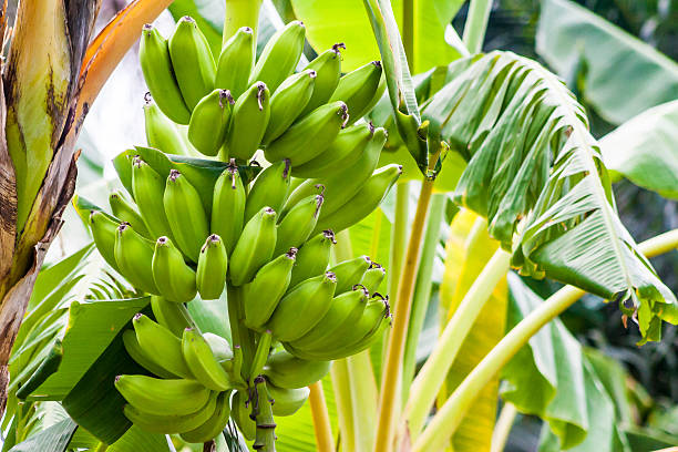 bananes sur un bananier - banana plantation green tree photos et images de collection