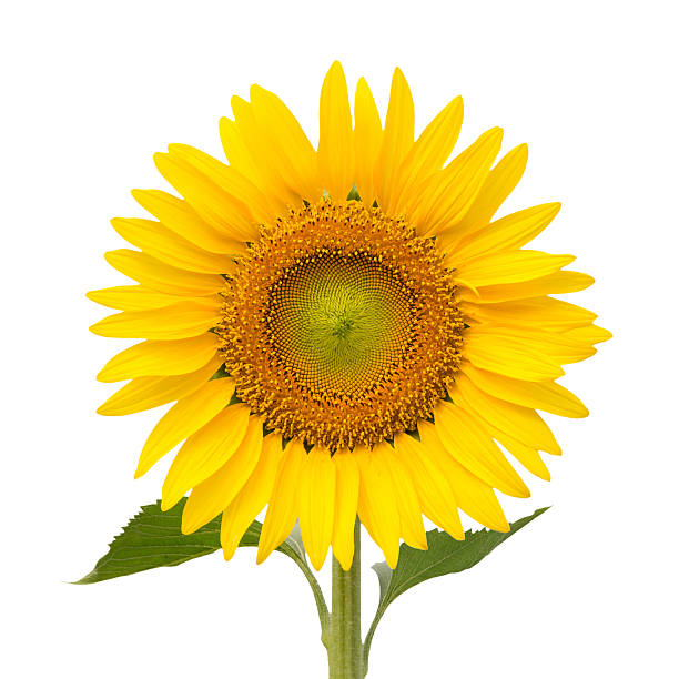 istock Sunflower isolated on white background 509673282