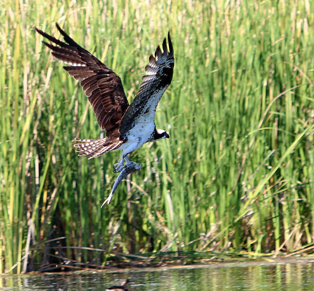 istock An Osprey with His Fresh Catch of a Shad 509673810