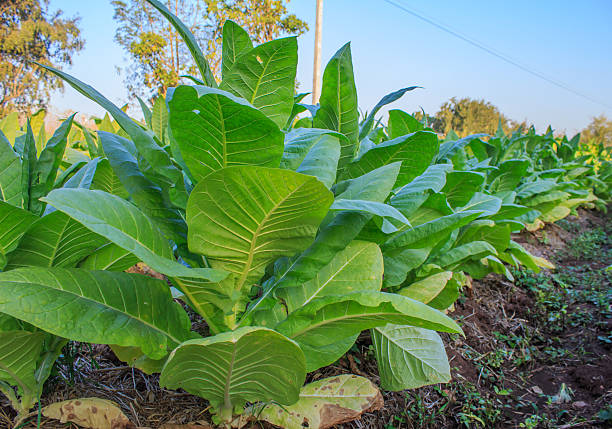 istock Tobacco plantation 509673972