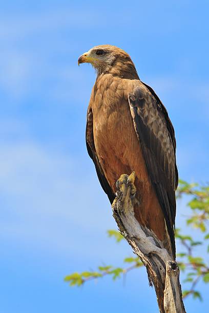 Papagaio-de-bico-amarelo-postura da vida selvagem africana aves de rapina - foto de acervo