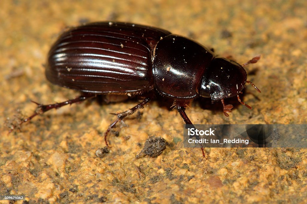 Aphodius Rufipes Beetle Stock Photo Download Image Now Animal