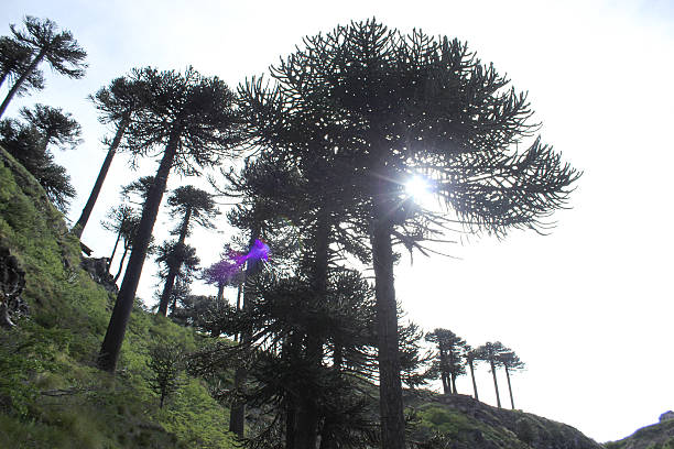istock Araucaria trees with sun flare 509674268