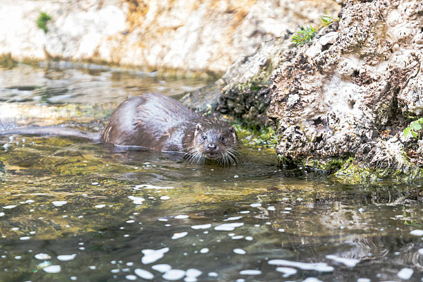istock Otter on a rock in the water 509675462