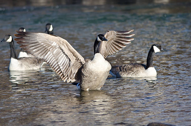istock Canada Goose Stretching Its Wings in the Water 509675652