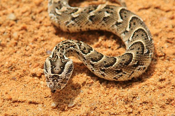 istock Night Adder - Venomous Snakes from Africa 509676114