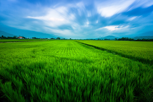 Rice Field with Mountains Background under Blue Sky