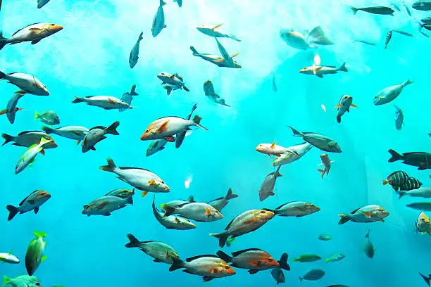 Photo of Popular figure in an aquarium