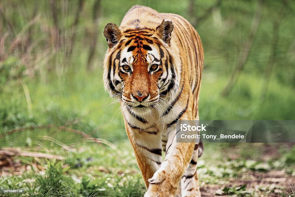 Bengal Tiger Up close with a Bengal Tiger. Tiger Stock Photo