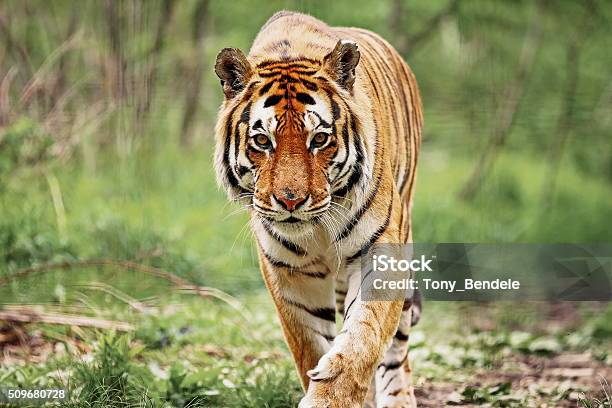 Bengal Tiger Stock Photo - Download Image Now - Tiger, Bengal Tiger, Animal