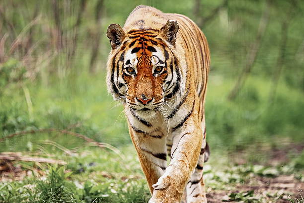 tigre-de-bengala - bengal tiger imagens e fotografias de stock
