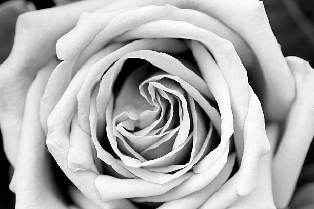 istock Rose petal texture black and white 509682158