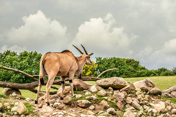 Eland antelope standing in beautiful nature Eland antelope standing in beautiful nature in Africa cape eland photos stock pictures, royalty-free photos & images