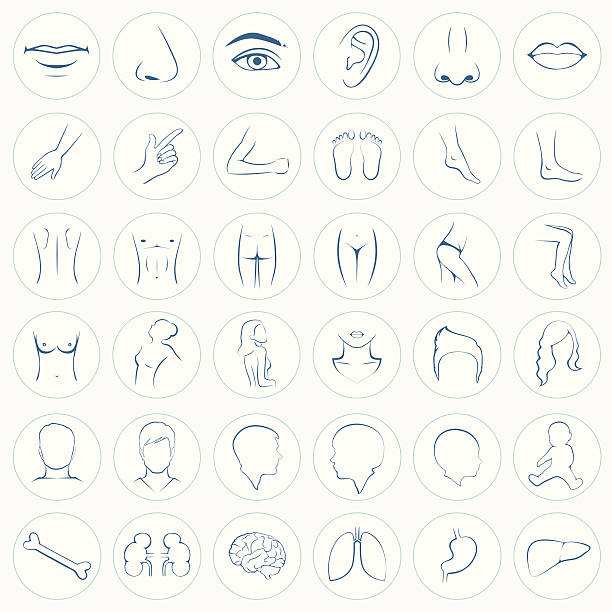 body parts, five senses human body parts, five senses, organs, medical vector icons hand thigh stock illustrations