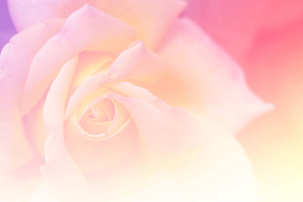 istock Red rose in the garden, selective focus, vintage tone, gradient 509684210