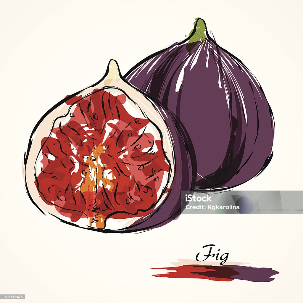 Fig fruit Hand drawn vector ripe purple fig fruit on light background Fig stock vector