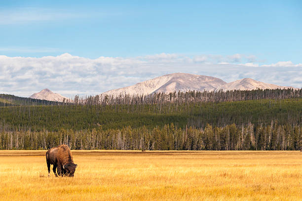 Yellowstone National Park stock photo