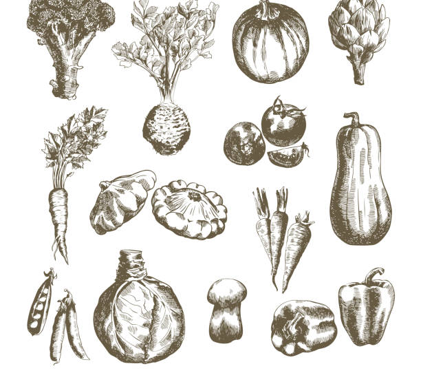 овощи вектор руки drawn - kohlrabi on food ripe stock illustrations