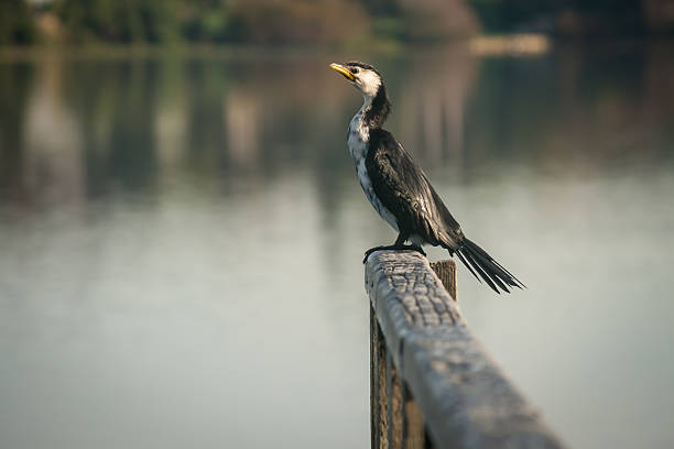 picture of Australian Pied Cormorant