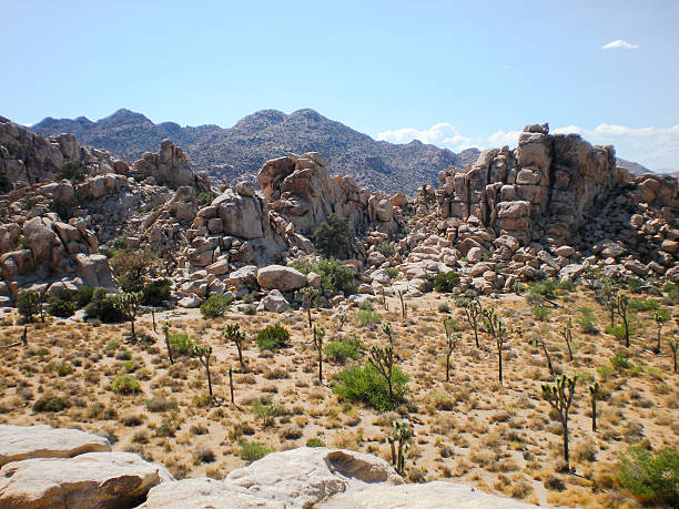 istock Joshua Trees And Boulders 509685536