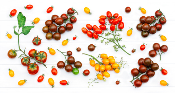 Branches of colorful organic tomatoes on the white background
