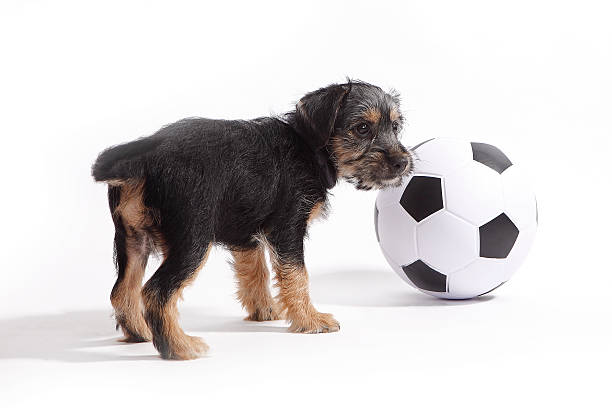 istock Puppy with football 509686053