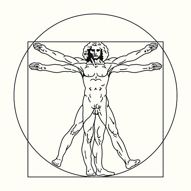 Vitruvian Man - Scalable Vector Illustration Scalable vector illustration based on the Vitruvian Man drawing by Leonardo da Vinci.  male human anatomy diagram stock illustrations