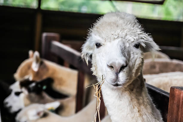 istock Alpaca enjoy eating in Thailand 509687212