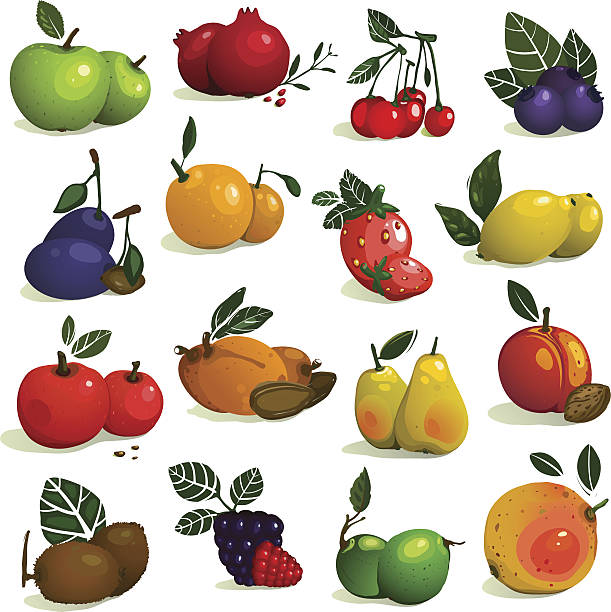 ilustraciones, imágenes clip art, dibujos animados e iconos de stock de colección de frutas y bayas - plum grape fruit clip art