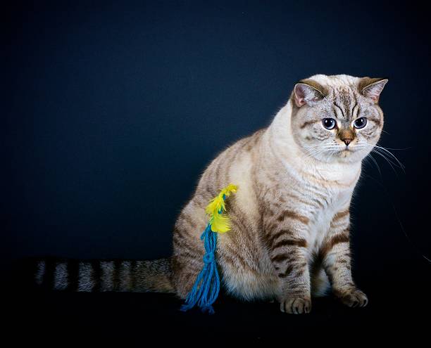 90+ Kucing Berkaki Hitam Foto Foto Foto Stok, Potret, & Gambar Bebas