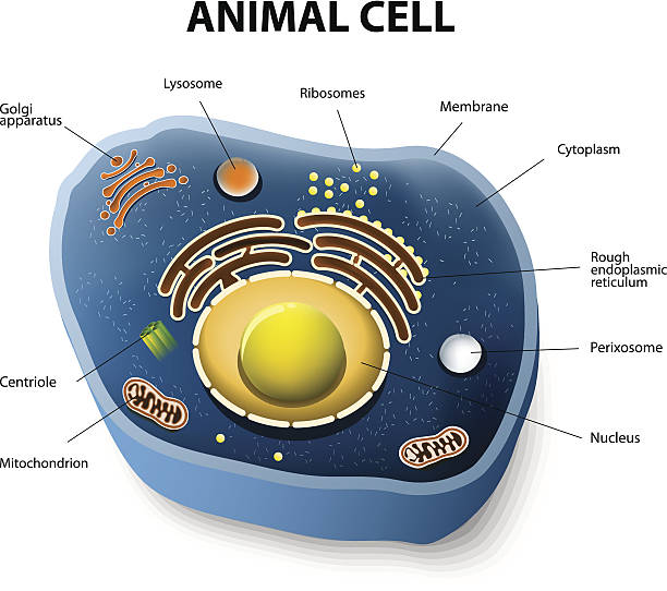 illustrations, cliparts, dessins animés et icônes de cellule animale bords arrondis - nucleolus