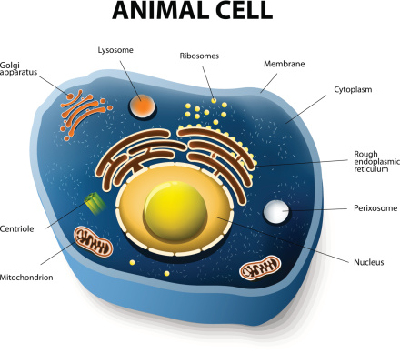 human or animal cell. cross section. structure of a Eukaryotic cell. Vector diagram