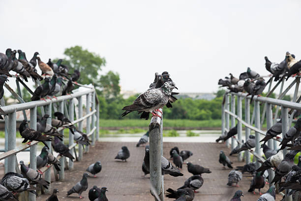 istock The flock of pigeons. 509687684