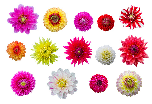 Colorful flower heads, isoalted on white background
