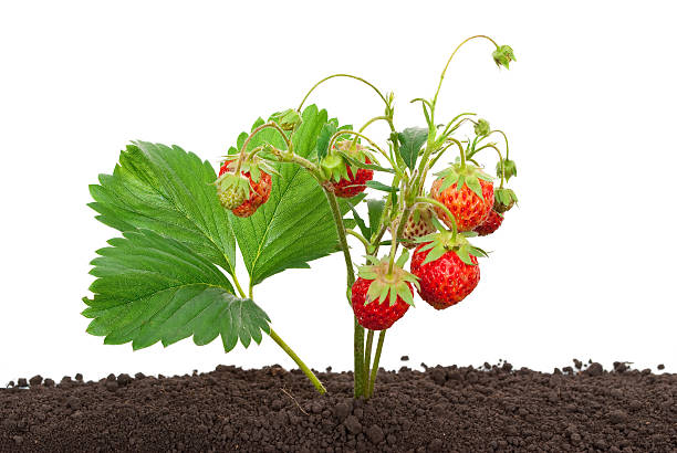 istock Strawberry growing out of the soil 509687828