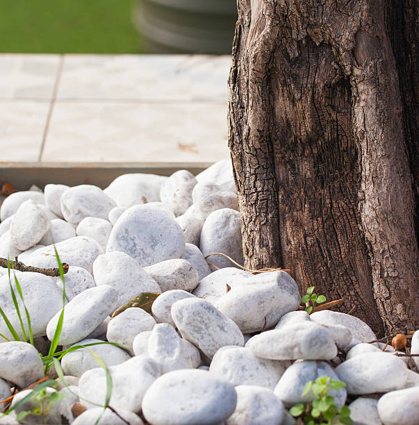 The trunk of the tree and stones.